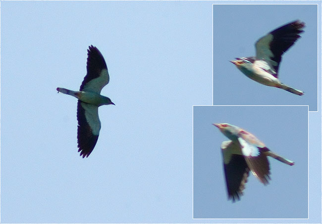 Dubtes d'identificació sobre Esparver cendrós (Circus pygargus), o Gaig blau (Coracias garrulus), o ...