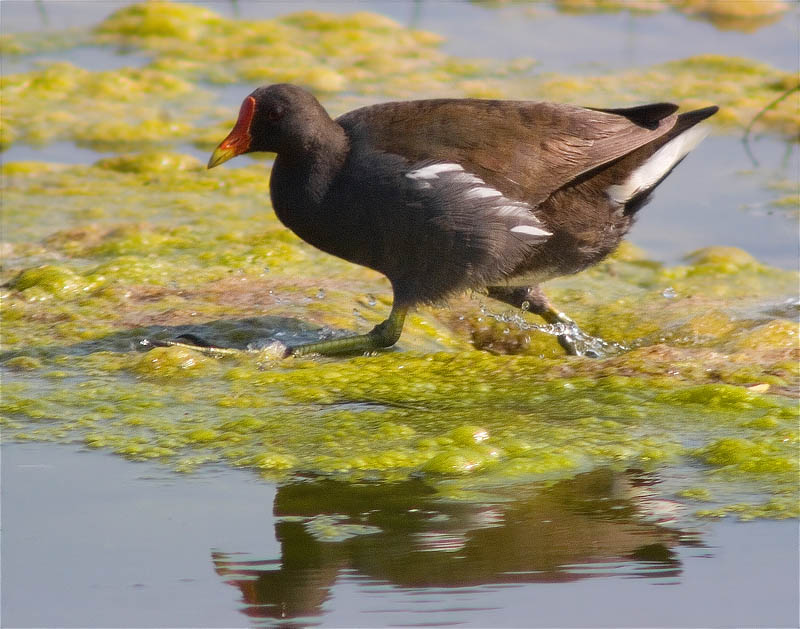 Polla d'aigua (Gallinula chloropus) 1/3