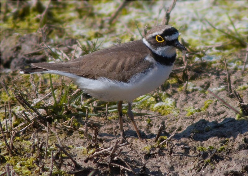 Corriol petit (Charadrius dubius) 1/2