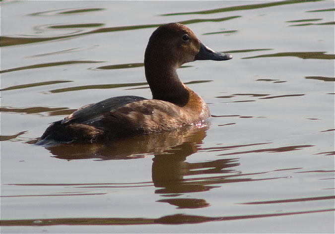 Femella de Morell de cap-roig (Aythya ferina)