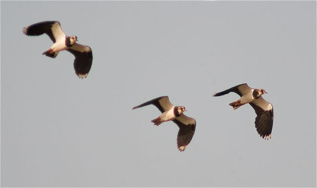 Fredeluga (Vanellus vanellus)