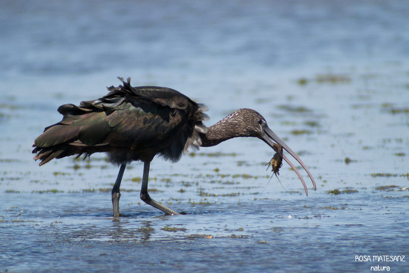 Capó reial (Plegadis falcinellus)