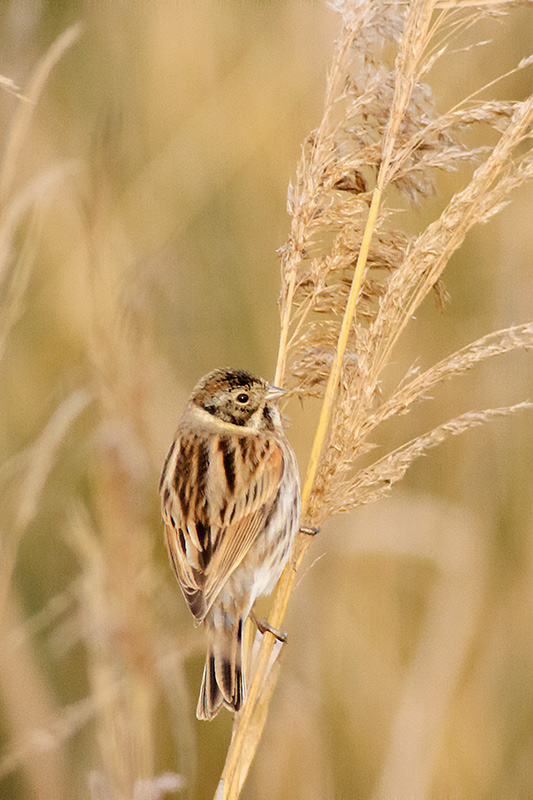 Repicatalons (Emberiza schoeniclus)