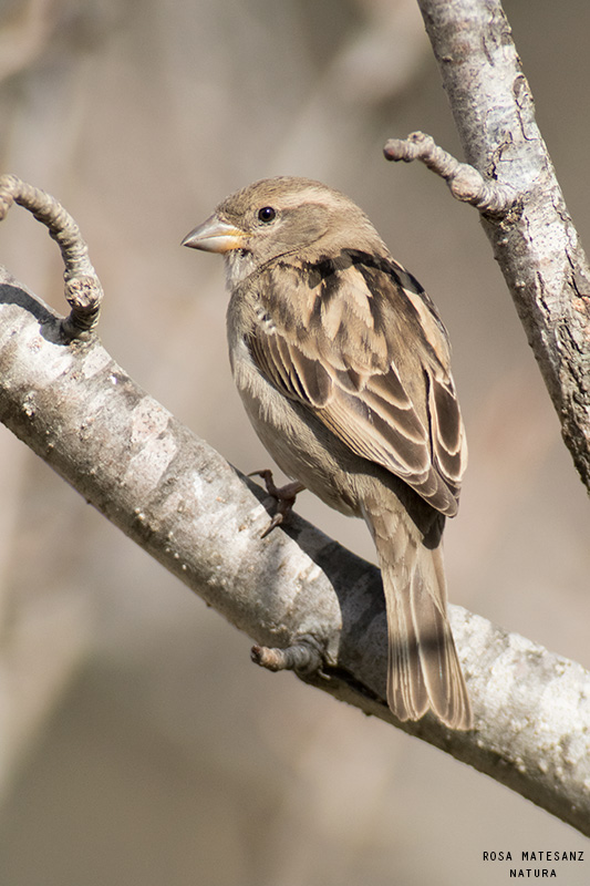 Pardal comú femella (Paser domesticus)