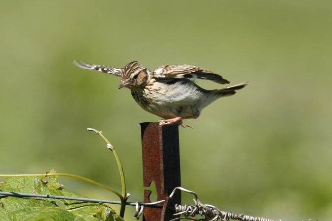 Totovìa (Lullula arborea)