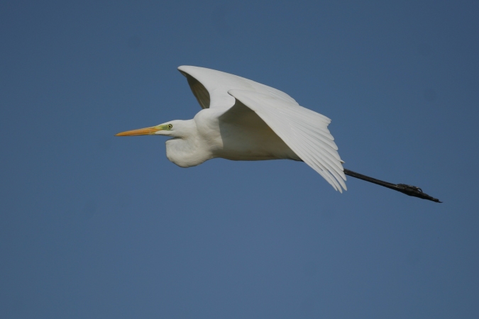 Garceta grande (Egretta alba)