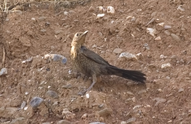 Cria de gaig (garrulus glandarius)