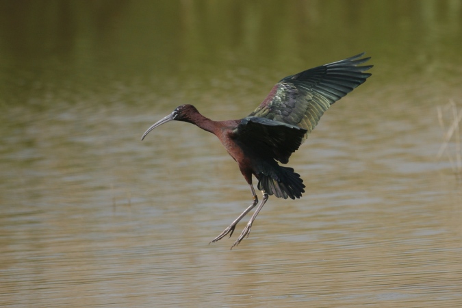 Morito (Plegadis falcinellus)