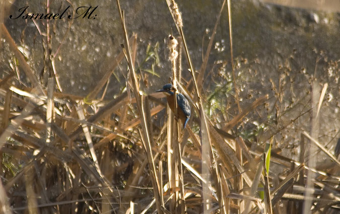 Blauet de Sant Oleger 2de2