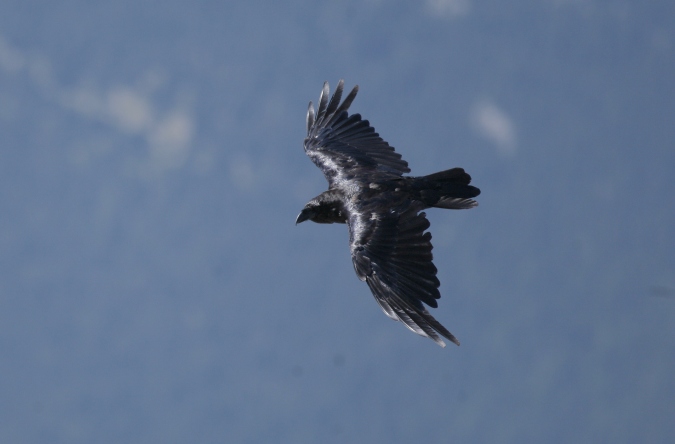 Cuervo (Corvus corax)