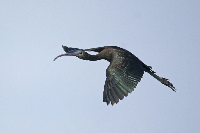 Morito (Plegadis falcinellus)