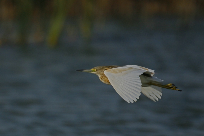 Garcilla cangrejera (Ardeola ralloides)