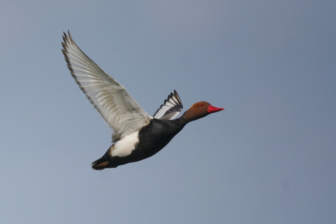 Pato colorado (netta rufina)