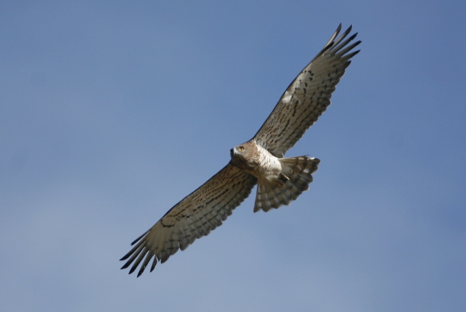 Culebrera (Circaetus gallicus)