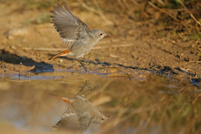 Colirrojo tizón (Phoenicurus ochruros)