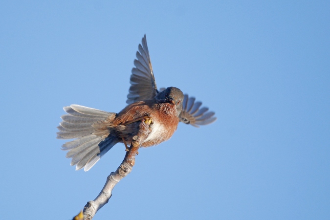 Curruca rabilarga (sylvia undata)