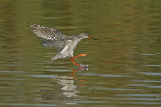 Archibebe oscuro (Tringa erythropus)