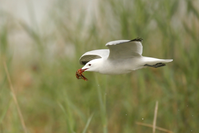 Gaviota de Audouin (Larus audouinii)