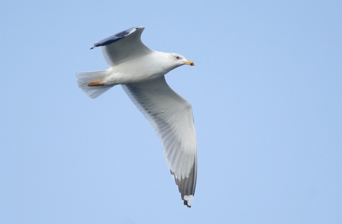 Gaviota patiamarilla