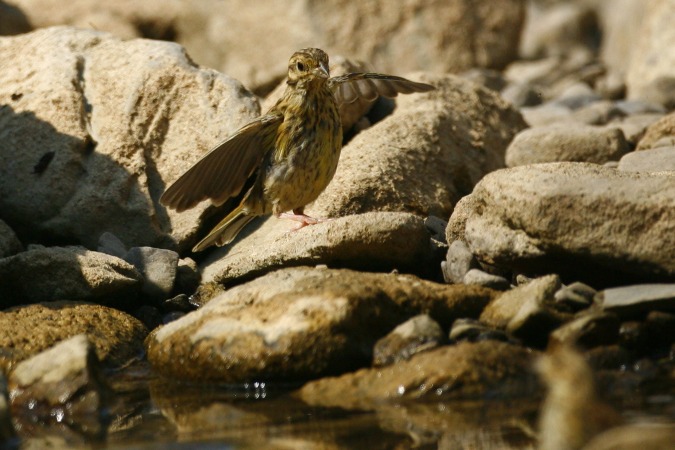 Verdecillo (Serinus serinus)