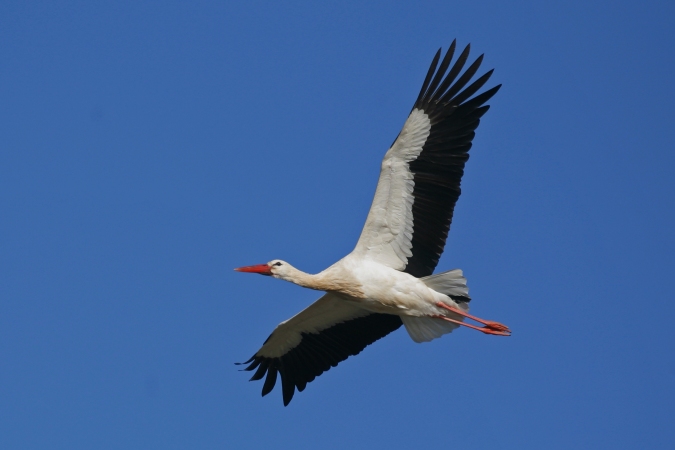 Cigüeña  de enero(Ciconia ciconia)