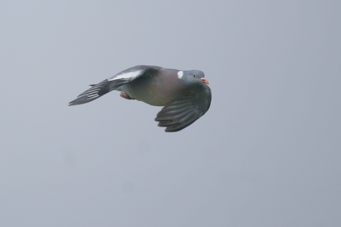 Paloma torcaz (Columba palumbus)