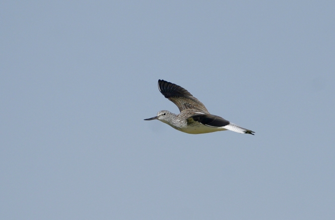 Archibebe claro (tringa nebularia)