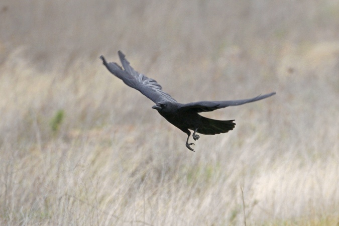 Corneja negra (Corvus corone)