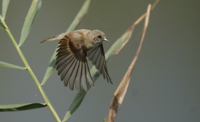 Pajaro moscón