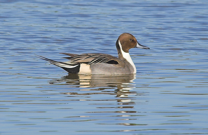 Ànec cuallarg mascle