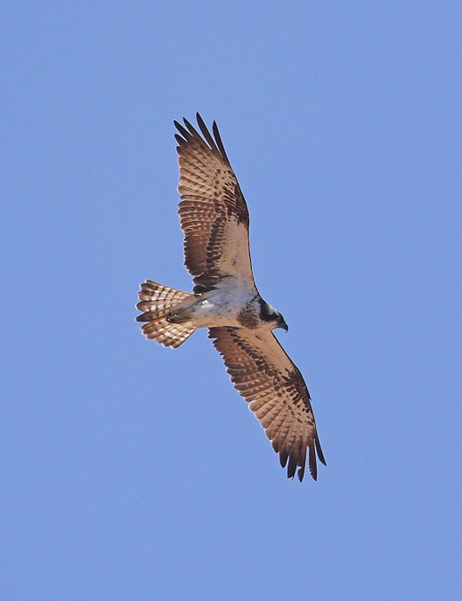 Àguila pescadora