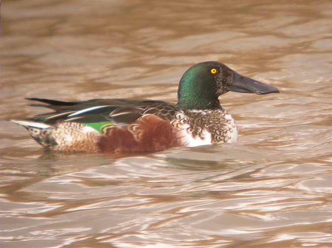 Cullerot, pato cuchara (Anas clypeata)