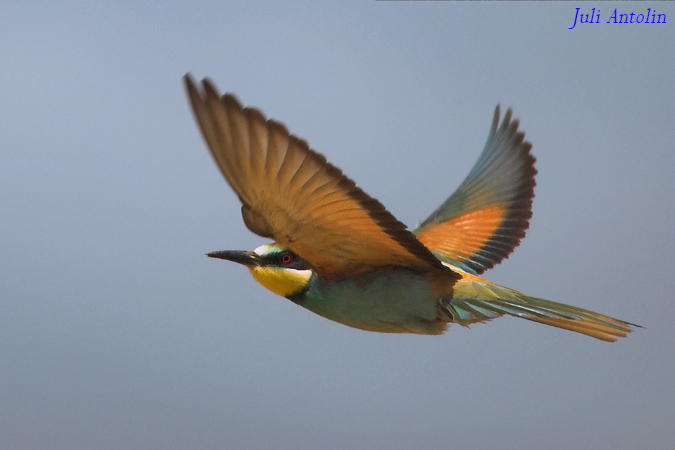 Abellerol - Abejaruco común (Merops apiaster)