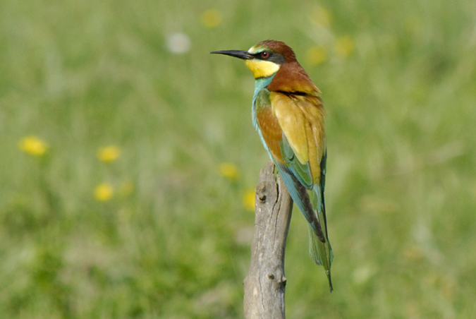 abellarol (merops apiaster)