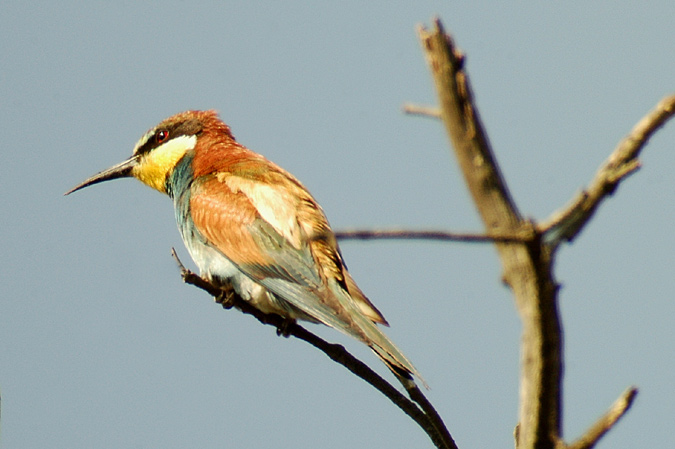 abellarol (merops apiaster)