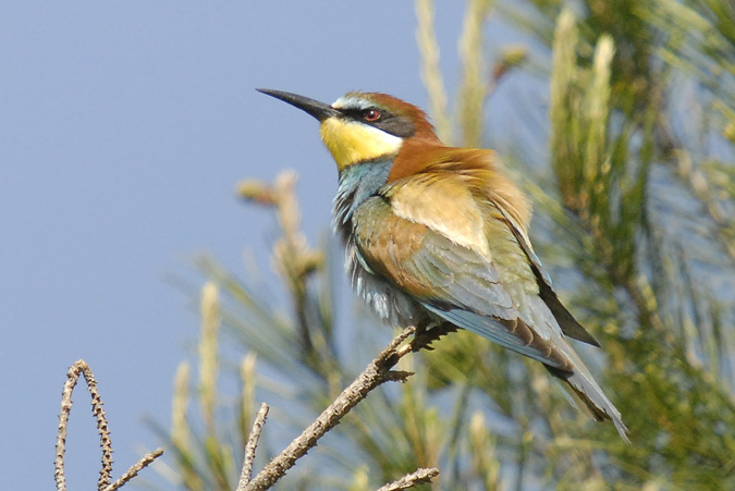 abellerol (Merops apiaster)