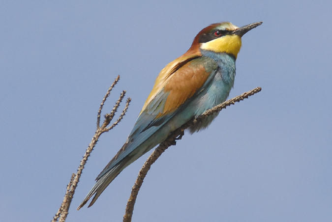 abellerol (Merops apiaster)