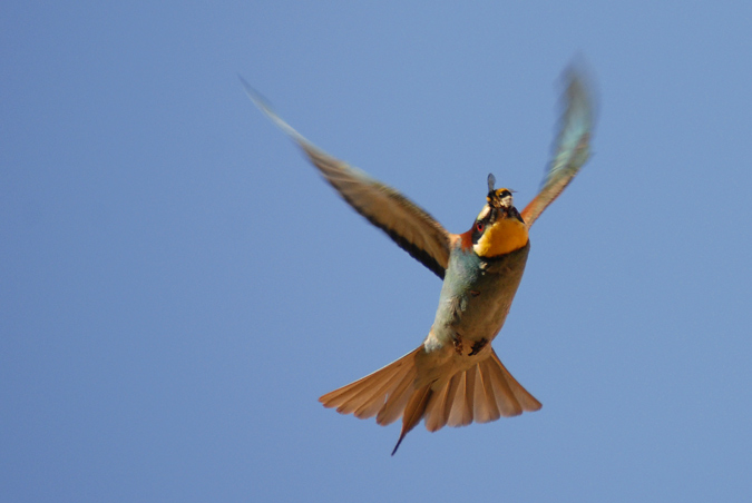 abellerol (Merops apiaster)