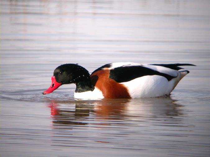 Anec blanc,tarro blanco (Tadorna tadorna)