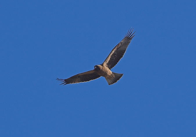 Àguila calçada fase fosca