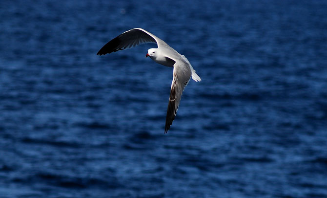 Gaviota de Audouin ( Larus audouinii )