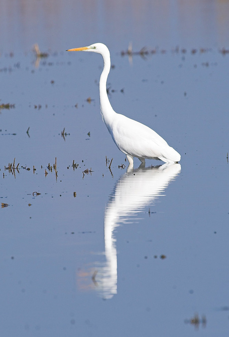 Agró blanc i reflex