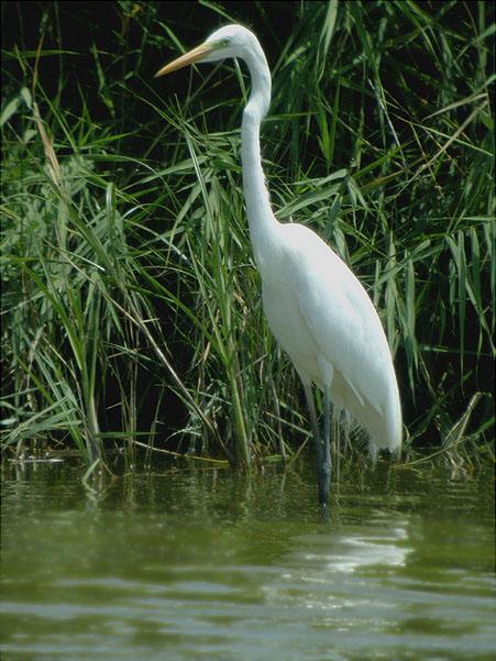 Agró blanc, garceta grande (Egretta alba)