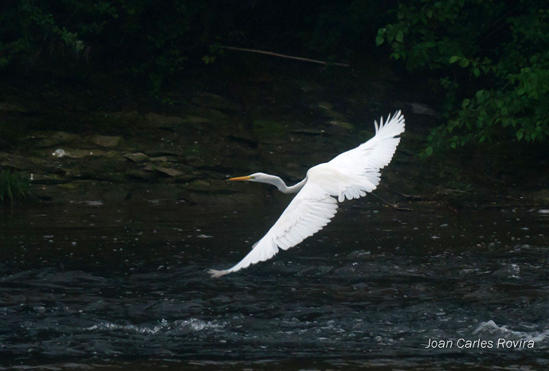 Agró blanc (Egretta alba)