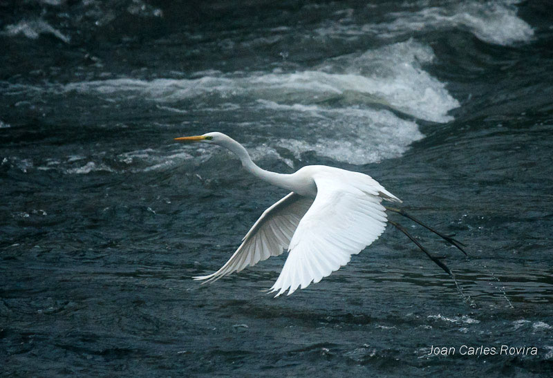 Agró blanc (Egretta alba)