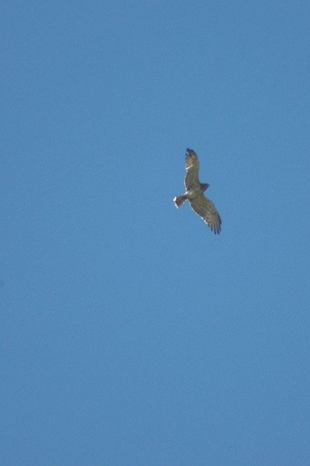 aguila marcenca-culebrera-(Circaetus gallicus)