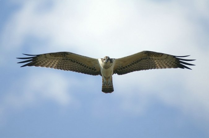 Aguila pescadora - pandion haliaeatus