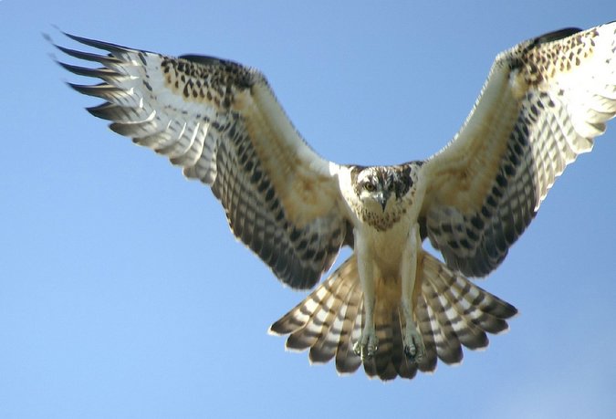 Aguila pescadora - pandion haliaeatus