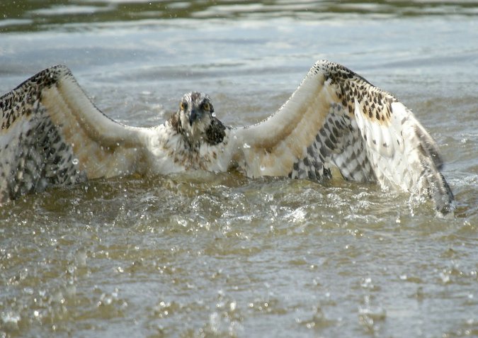 Aguila pescadora - pandion haliaeatus