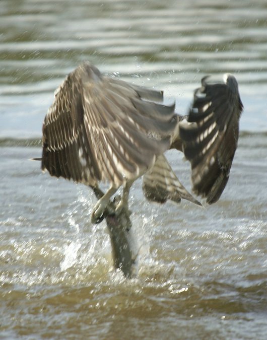 Aguila pescadora - pandion haliaeatus